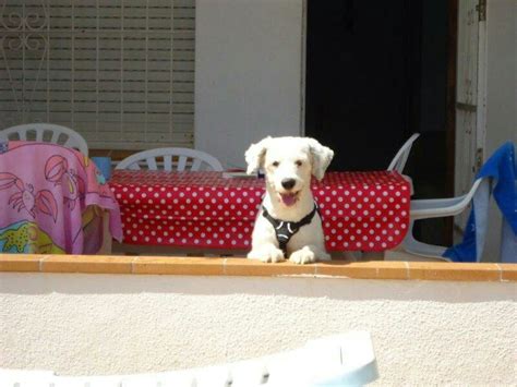 7 month old Rottweiler pups *** · otp south · 12/9 pic. . Craigslist pets jonesboro